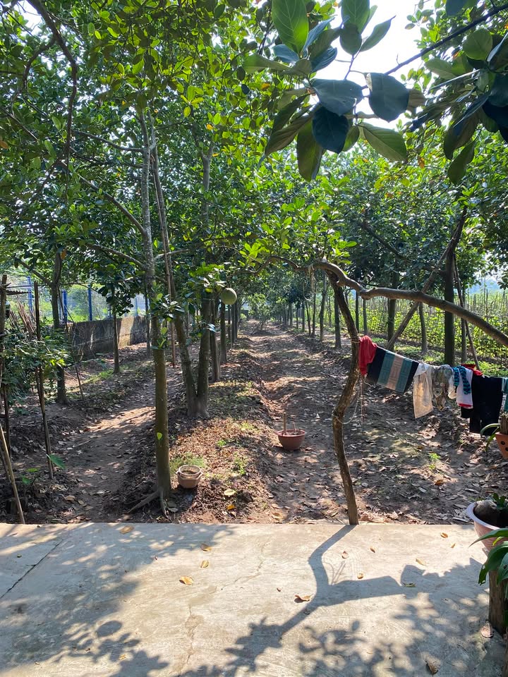 Đất CLN 1000m² tại Song Phương, Hoài Đức - Giá chỉ 4 triệu/m²