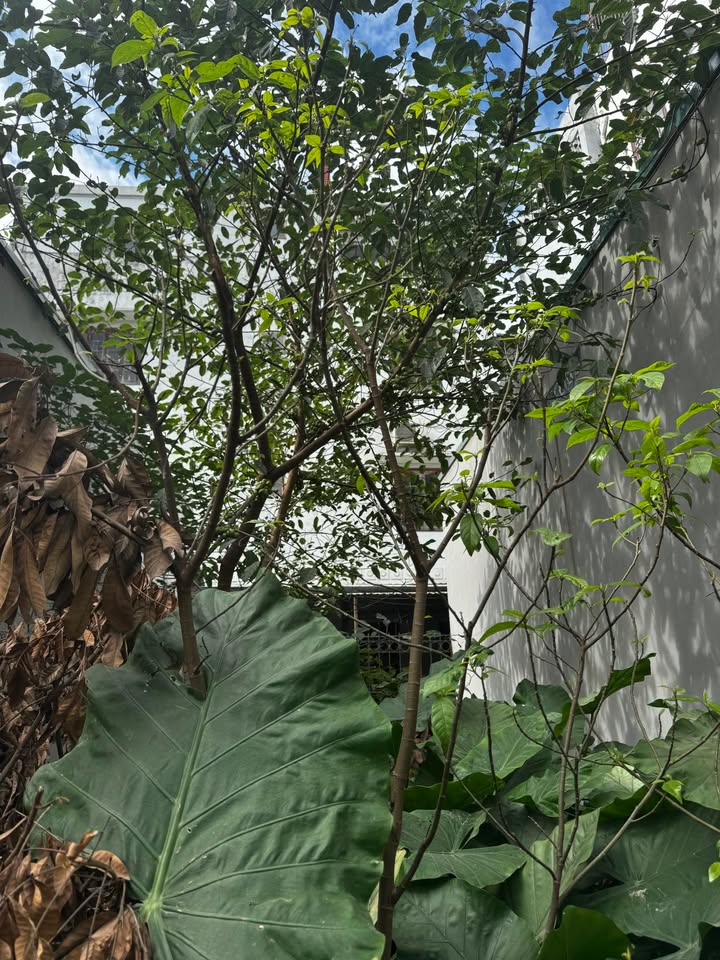 Đất nền Ngọc Thụy Long Biên 30m² giá 3.89 tỷ - Đường ô tô tránh nhau!