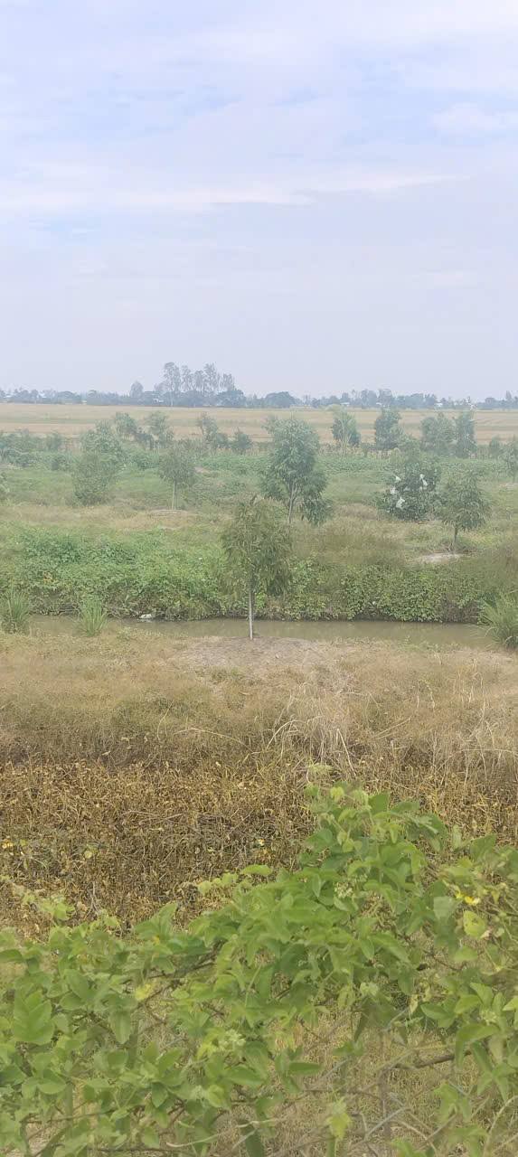 Đất vườn sầu riêng Mỹ Phú Đông 2000m² giá 700 triệu - Khu vực thổ cư tiềm năng!