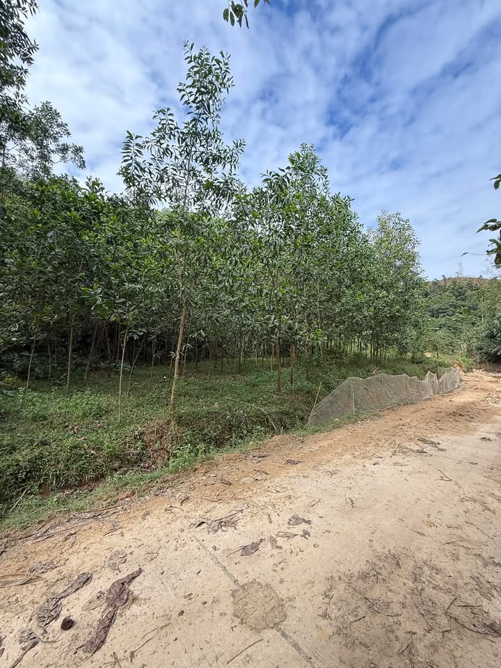 Đất thổ cư 375m² tại Lạc Sỹ, Yên Thủy chỉ 100 triệu - Cơ hội đầu tư sinh lời!