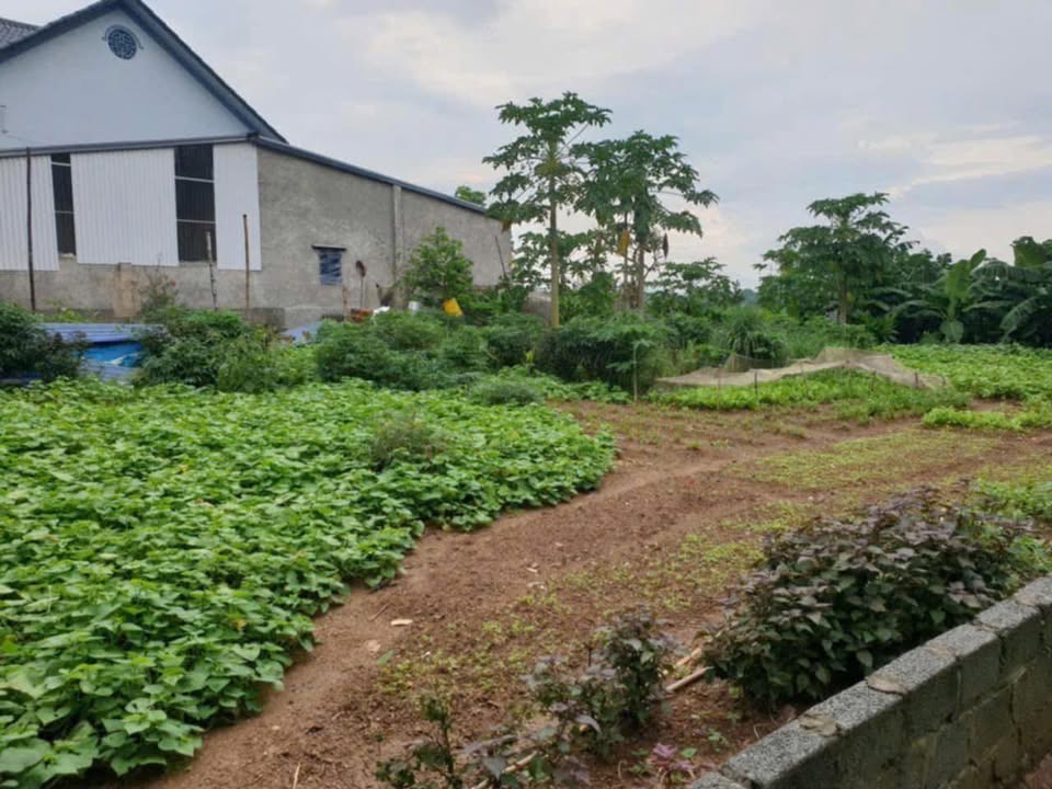 Đất thổ cư 400m² tại Phú Cát, Quốc Oai - Giá 6 tỷ, đầu tư sinh lời cao!