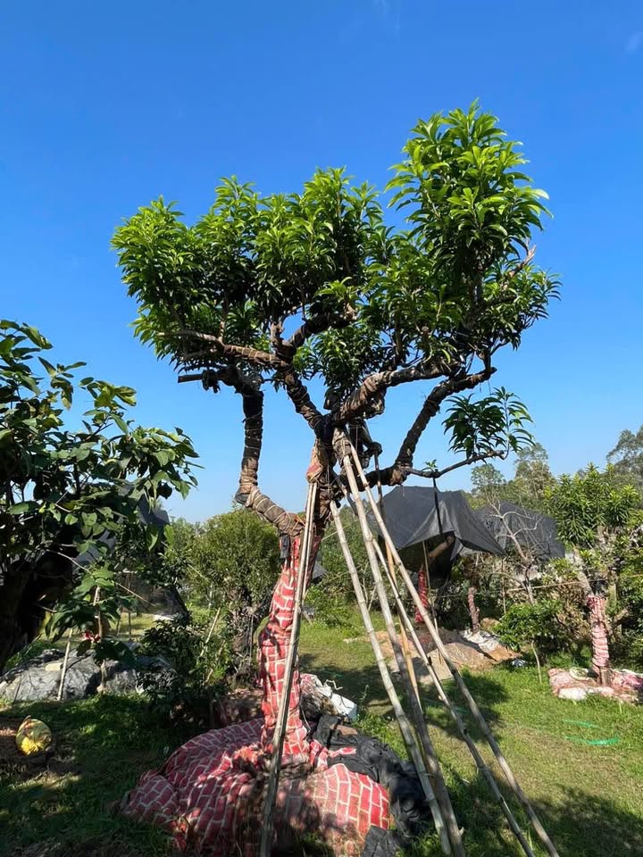 Biệt thự KDCS3 Xương Giang 262m² giá 11 tỷ - Cần bán gấp chính chủ!