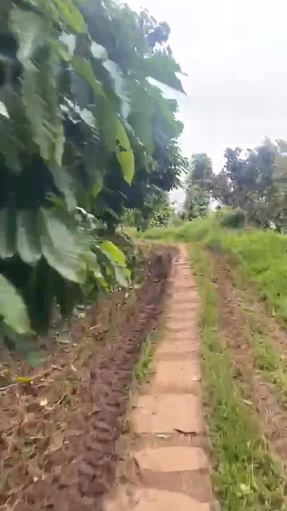 Đất nền Lộc Thành Bảo Lâm 1440m² giá 3.1 tỷ - Sổ đỏ chính chủ, đầu tư sinh lời!