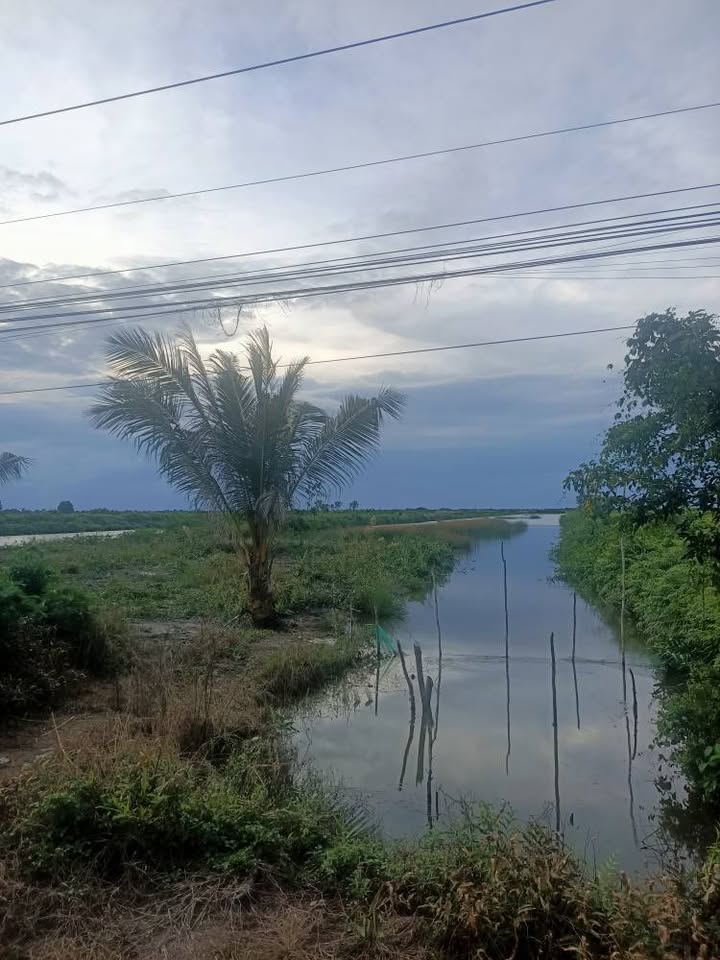 Đất vuông tôm 14 công Thới Bình Cà Mau - Giá chỉ 2.76 tỷ