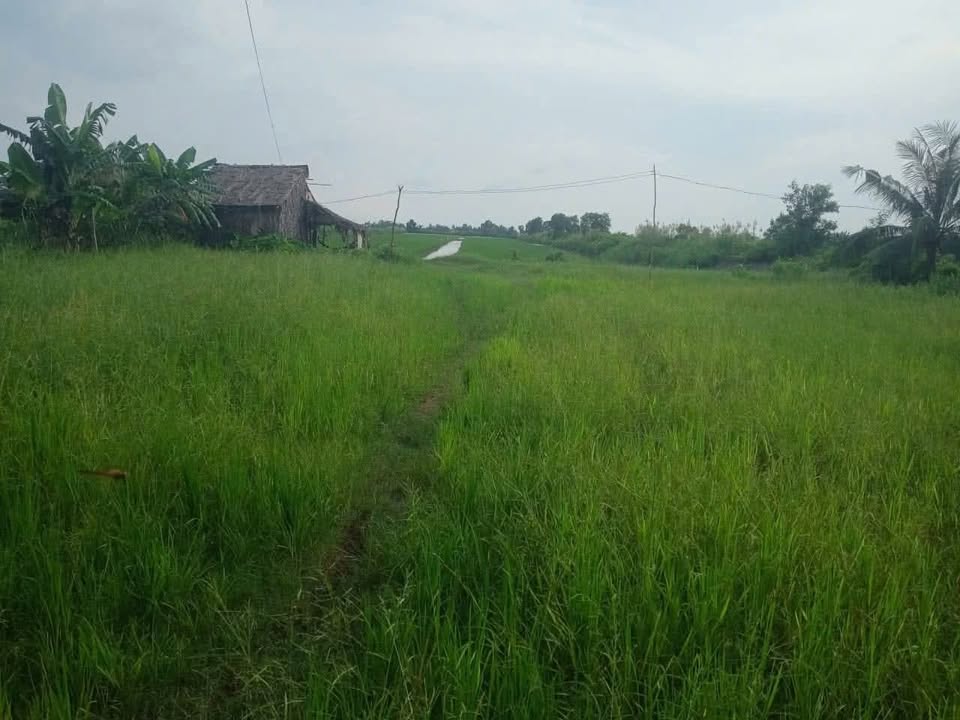 Đất tôm lúa 25 công xã Đông Hưng - Giá thỏa thuận hấp dẫn!