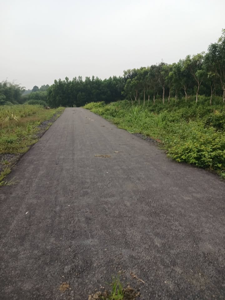 Đất nền Xã Tân Lâm Xuyên Mộc 11.000m² giá 6.6 tỷ - Vị trí đường nhựa 130m