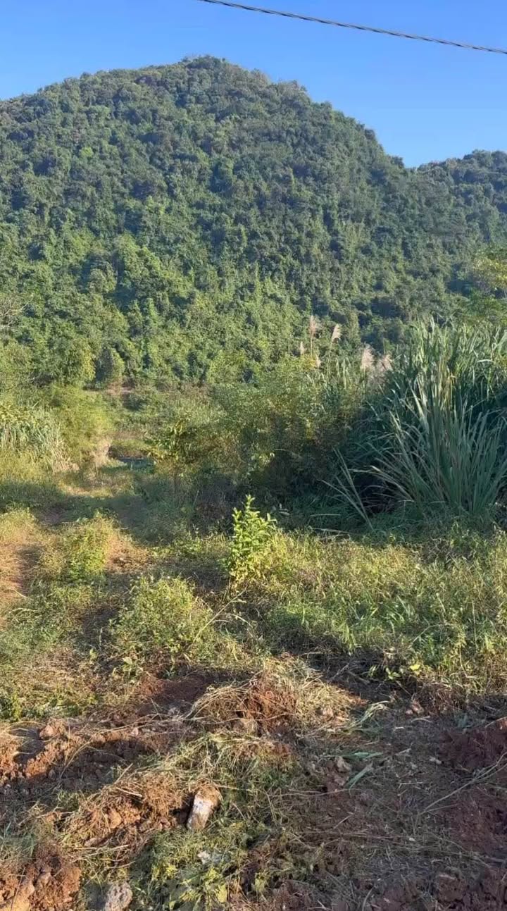 Đất Biệt thự Nhà vườn Ba Sao, Kim Bảng, Hà Nam 3000m² - Vị trí vàng cho đầu tư!