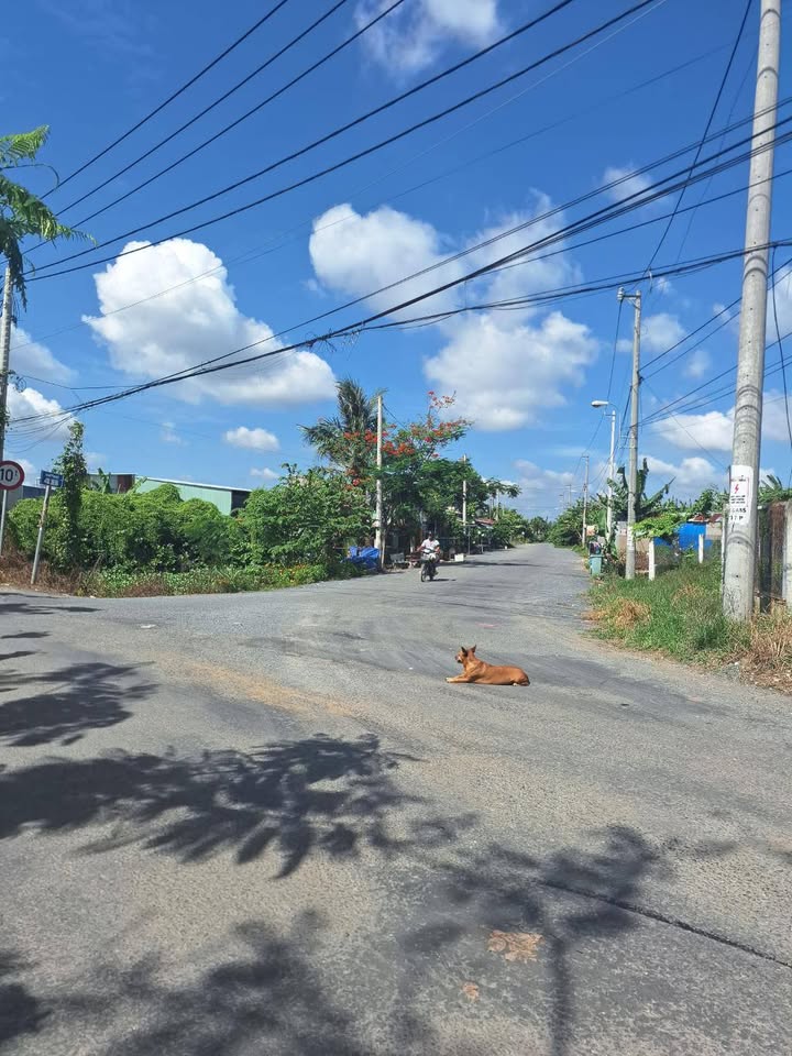 Đất nền Bình Chánh 946m² giá 8 tỷ - Pháp lý sổ hồng riêng!