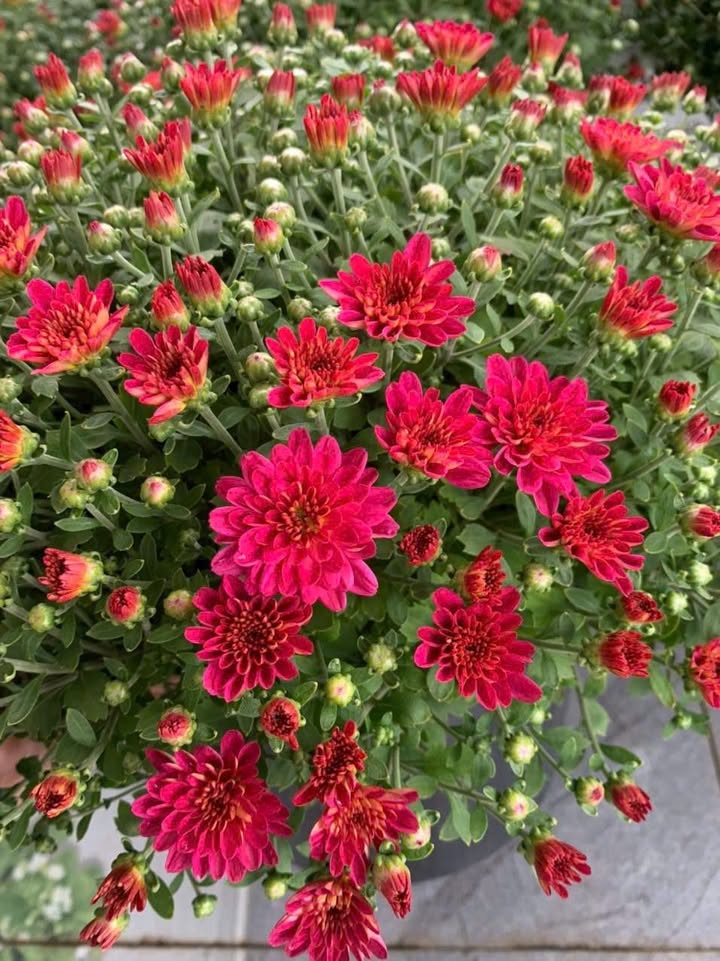 Cho thuê mặt bằng Thạnh Xuân Quận 12 48m² giá 8 triệu - Phù hợp kinh doanh đa ngành nghề!