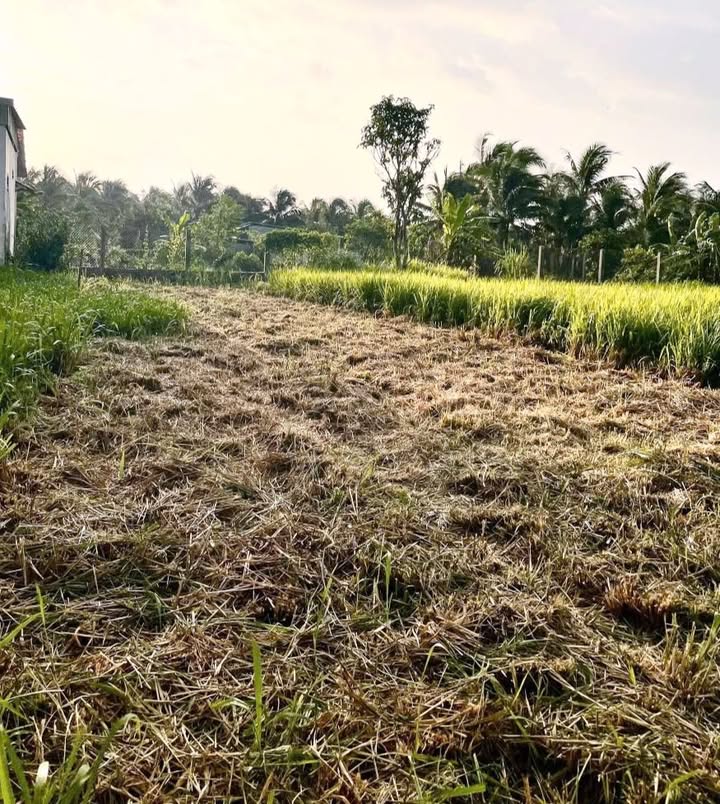 Đất Phú Hưng Bến Tre 146m² chỉ 470 triệu - Sổ đỏ chính chủ