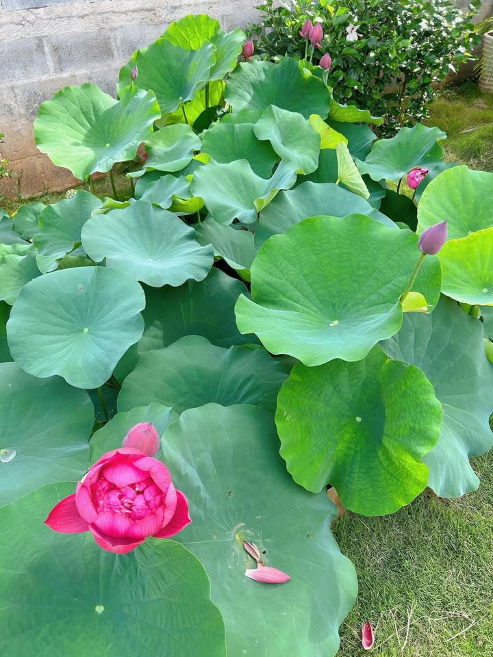 Nhà riêng đường Bế Văn Đàn, Buôn Hồ 189m² giá 2.75 tỷ - Cơ hội đầu tư tuyệt vời!