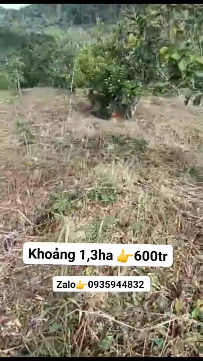 Đất thổ cư 1.3ha tại Quảng Tâm, Tuy Đức - Giá 600 triệu, cơ hội đầu tư tuyệt vời!