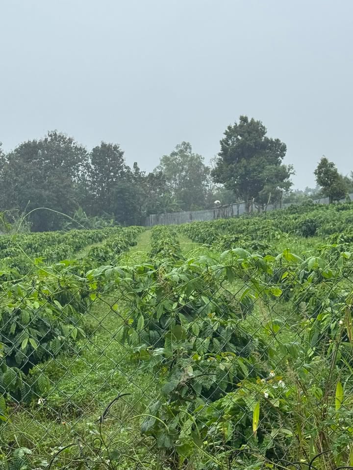 Đất nền Quảng Tiến 20.000m² giá 2.55 tỷ - Đường ô tô vào tận nơi!