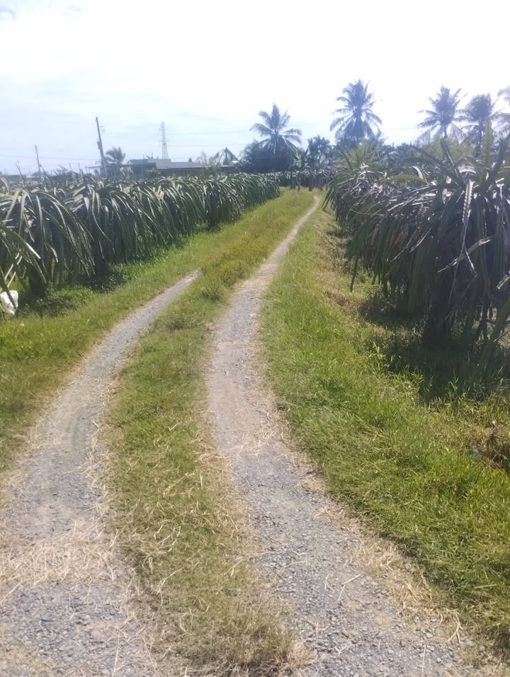 Đất thổ cư Hàm Mỹ 2500m² giá chỉ 1.5 tỷ - Cơ hội đầu tư tuyệt vời!