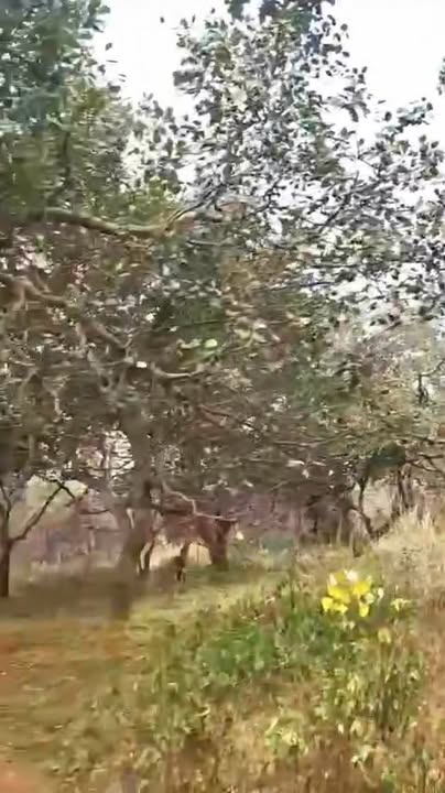 Đất nông nghiệp Thọ Sơn Bù Đăng 6ha giá chỉ 4.68 tỷ - Cơ hội đầu tư tuyệt vời!