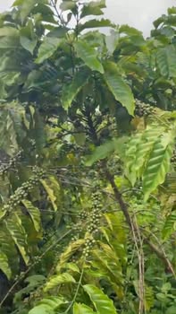 Đất nền Trương Định, Pleiku 5.5 sào giá 2.6 tỷ - Nhà đẹp sẵn vào ở!