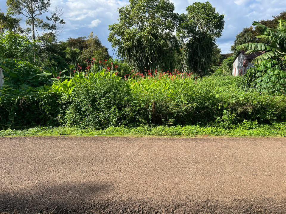 Đất nền Biển Hồ, Pleiku 280m² - Đầu tư sinh lời hấp dẫn!