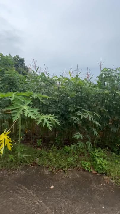 Đất nền 3600m² tại khu phố 8 Sông Ray, chỉ 790 triệu - Đầu tư sinh lời cao!