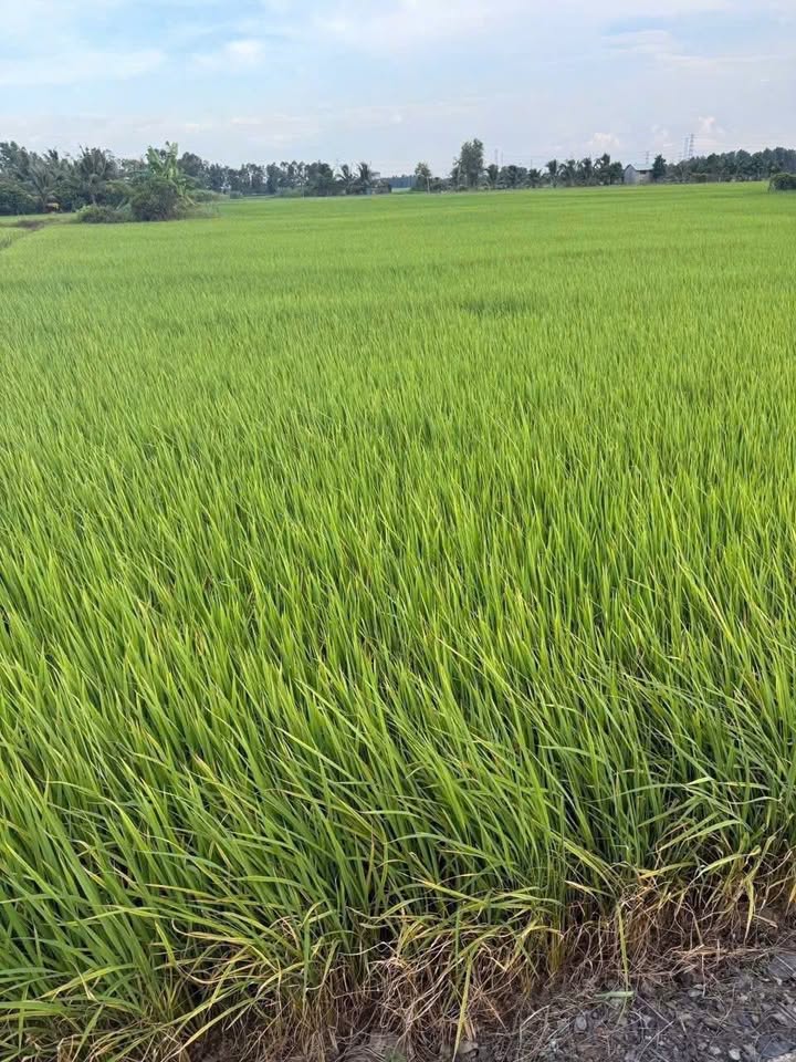 Đất nền Long Tân Nhơn Trạch 7200m² giá thỏa thuận - Cơ hội đầu tư vàng!