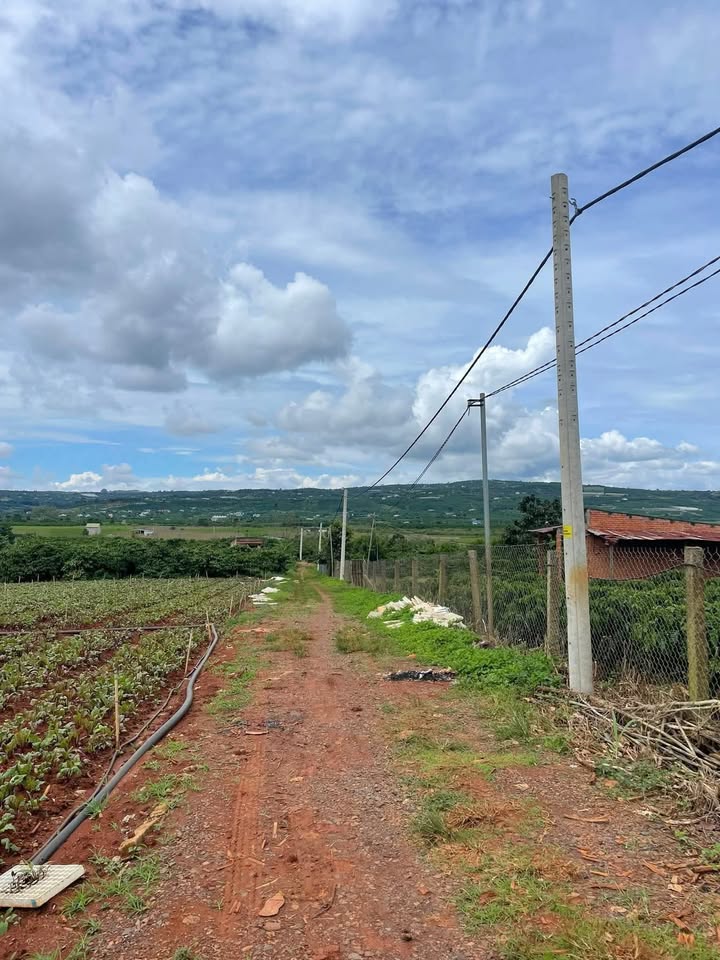 Đất nền Tân Hội - Lâm Đồng 5,8 sào chỉ 3 tỷ - Cơ hội vàng cho nhà đầu tư!