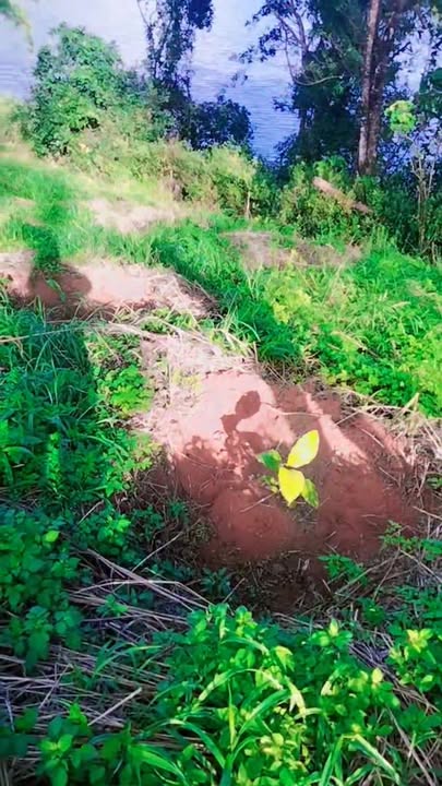 Đất nền 1ha tại Quảng Tâm, Tuy Đức, Đắk Nông - Chỉ 750 triệu, ôm mặt hồ lớn!