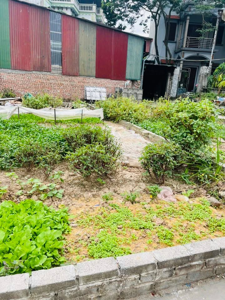 Đất nền Cẩm Giang 50m² giá 2.1 tỷ - Sổ đỏ chính chủ, sang tên ngay!