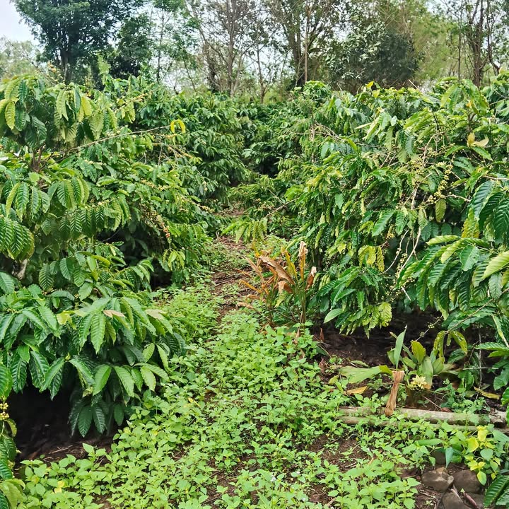 Đất nền 9500m² tại xã Ea Siên, giá 920 triệu - Cơ hội đầu tư lý tưởng!