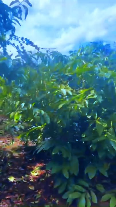 Đất nền 4.900m² phường Thiện An, Buôn Hồ - View suối thoáng mát, giá 2.15 tỷ