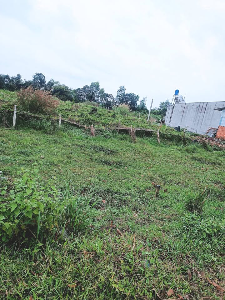 Đất vườn đường Lục Viên, Mỹ Hạnh Bắc, 250m² giá 1.65 tỷ - Đầu tư sinh lời ngay!