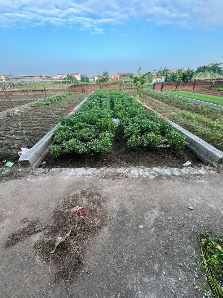 Đất nền Thư Phú, Thường Tín 68m² giá chỉ 40 triệu - Vị trí dễ dàng kết nối!