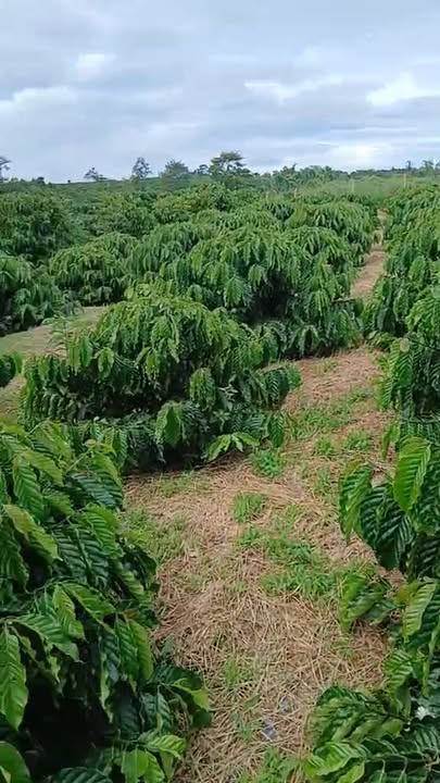 Đất nông nghiệp Tân Hà 1,4ha giá chỉ 460 triệu - Cơ hội đầu tư tuyệt vời!