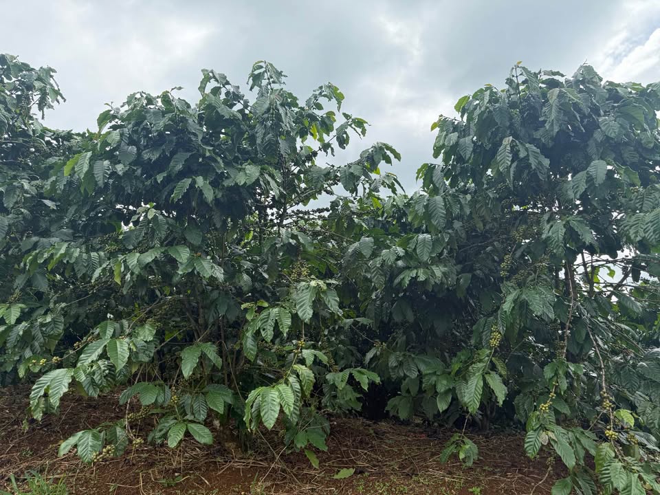 Đất nền Tân Lâm, Di Linh 5000m² giá chỉ 1.7 tỷ - Cơ hội đầu tư tuyệt vời!