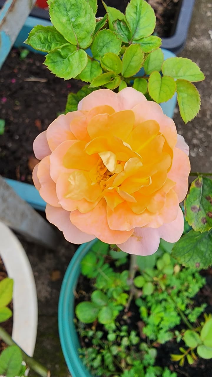 Bán gấp BĐS 140m² tại Tỉnh Lộ 43, Bình Chiểu - Chỉ 6.2 tỷ VND!