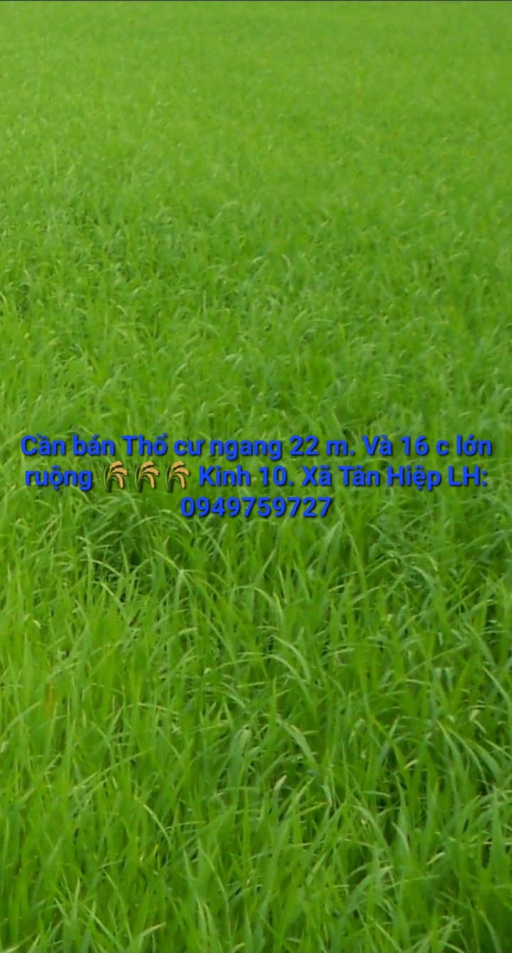 Đất thổ cư Tân Hiệp 22m² - Giá thỏa thuận hấp dẫn!