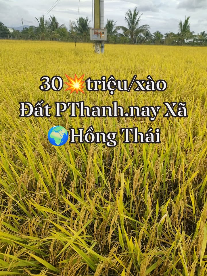 Đất lúa 6xào tại xã Hồng Thái, giá chỉ 180 triệu - Cơ hội đầu tư tuyệt vời!