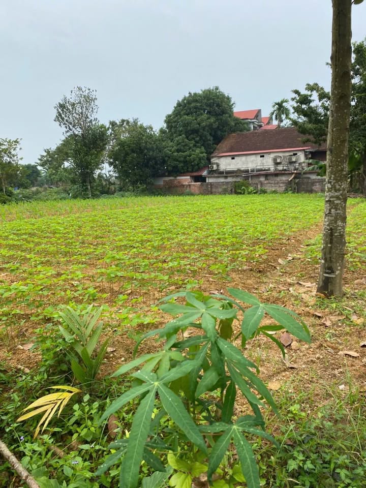 Đất thổ cư 270m² khu phố 4 Thạch Đồng - Phú Thọ giá 1.x tỷ - Sổ đỏ chính chủ!