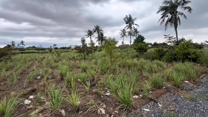 Nhà 699m² tại Tân Phú Đông, Đồng Tháp giá chỉ 550 triệu - Cơ hội vàng cho nhà đầu tư!