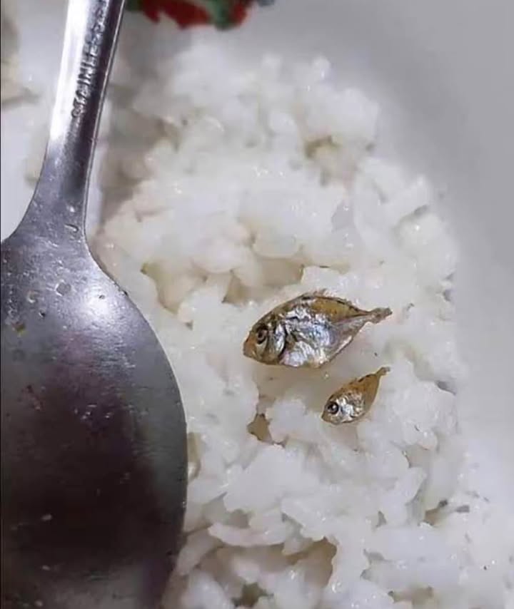 Đất nền Phường Phù Liễn 43m² giá chỉ 1.1 tỷ - Đầu tư sinh lời ngay!