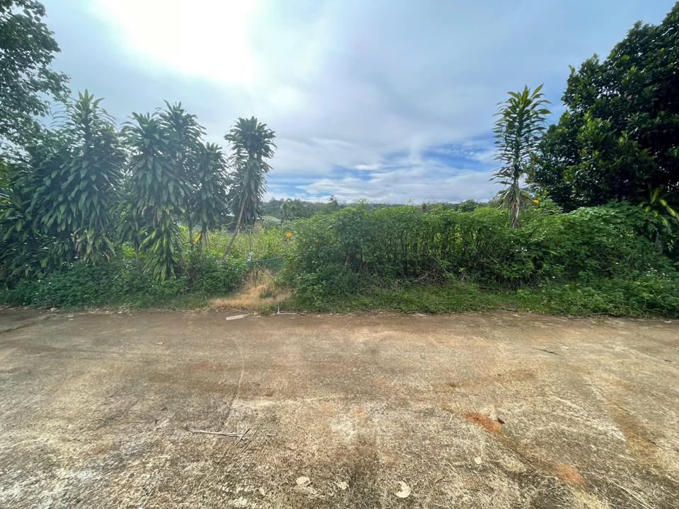 Đất hẻm Trần Phú, Bảo Lộc 800m² giá 3.6 tỷ - Đầu tư sinh lời ngay!