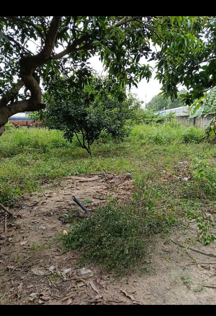 Đất thổ cư Tân Vĩnh Hiệp, Tân Uyên 560m² - Chính chủ, giá thỏa thuận!