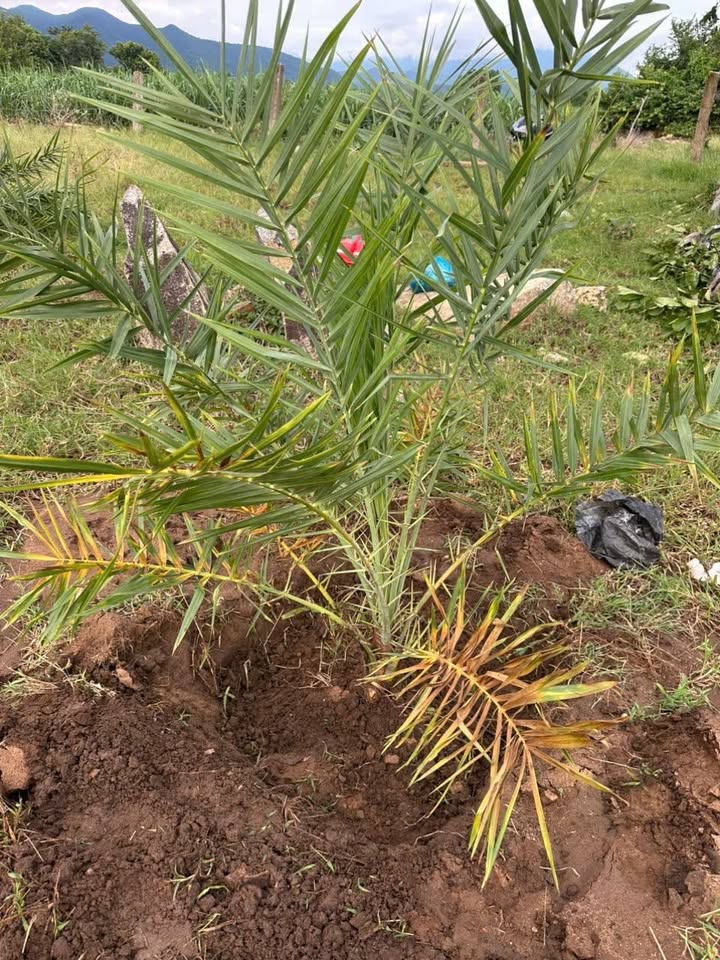 Đất Farm 2 hecta tại Mỹ Sơn, Ninh Thuận - Giá tốt, sổ đỏ chính chủ!