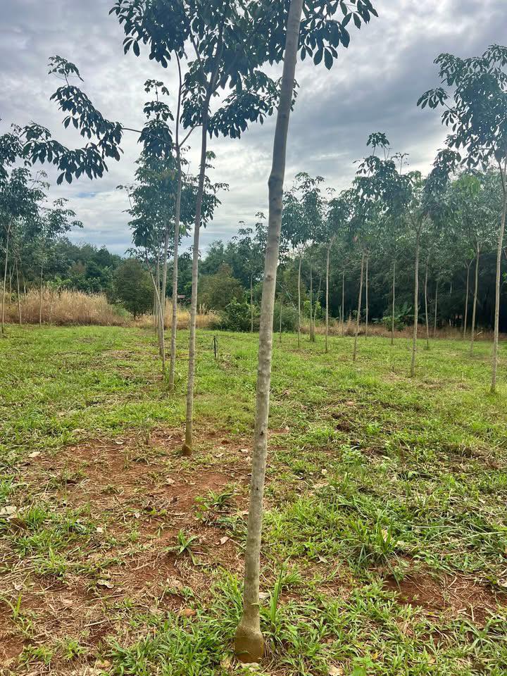 Đất cao su 8 sào tại Minh Tâm, Hớn Quản, Bình Phước - Chỉ 1.2 tỷ, cơ hội đầu tư tốt!