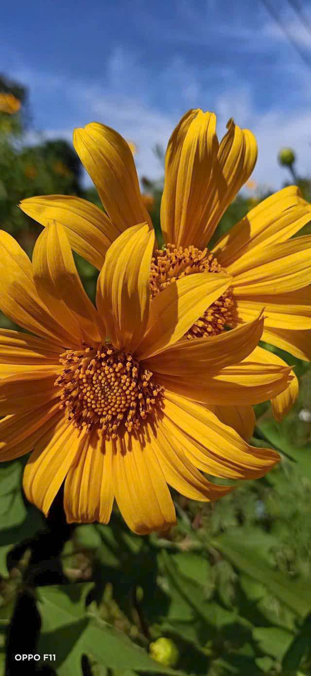 Đất mặt tiền Quốc lộ 20, phường 3, Bảo Lộc - 275m² chỉ 1.55 tỷ - Cơ hội đầu tư tuyệt vời!