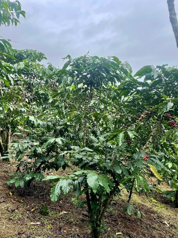 Đất nền Lộc Phú, Bảo Lâm 14,400m² giá 1.35 tỷ - Sổ đỏ chính chủ, đất màu mỡ!