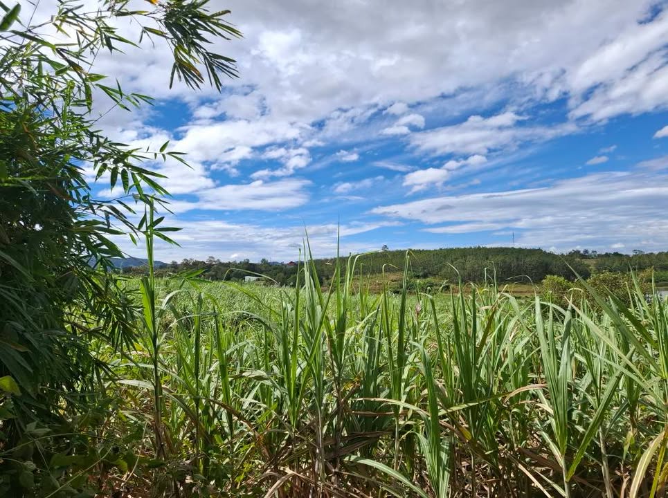 Đất nông nghiệp 9.000m² tại thôn 1, xã Hòa Bình, Kon Tum - Giá tốt chỉ 1 tỷ!