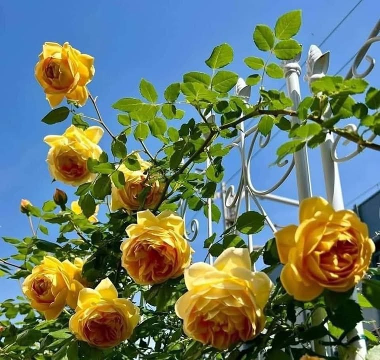 Nhà cho thuê tại Bình Tân, 70m² giá 8.5 triệu - Đầy đủ nội thất, vào ở ngay!