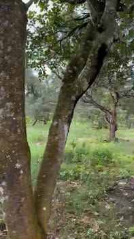 Đất Farm 2ha tại Phú Văn, Bù Gia Mập - Giá chỉ 2.2 tỷ, Phù hợp chuyển đổi cây trồng!