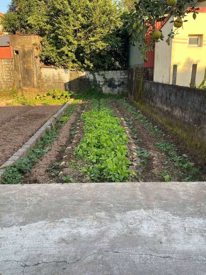 Đất nền Thường Tín 54.4m² giá 3.26 tỷ - Ô tô đỗ cửa, vị trí đắc địa!