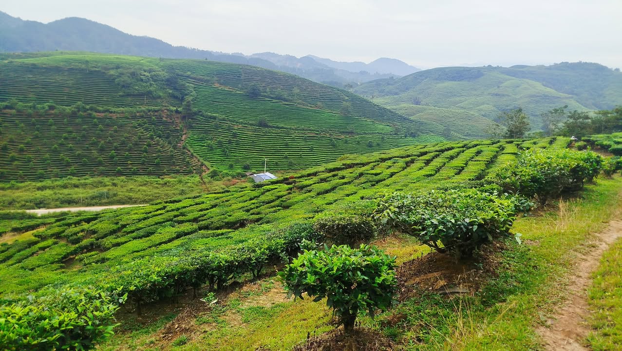 Đất trồng cây lâu năm 5800m² tại Tân Uyên, Lai Châu - Sổ hồng chính chủ, giá thỏa thuận!