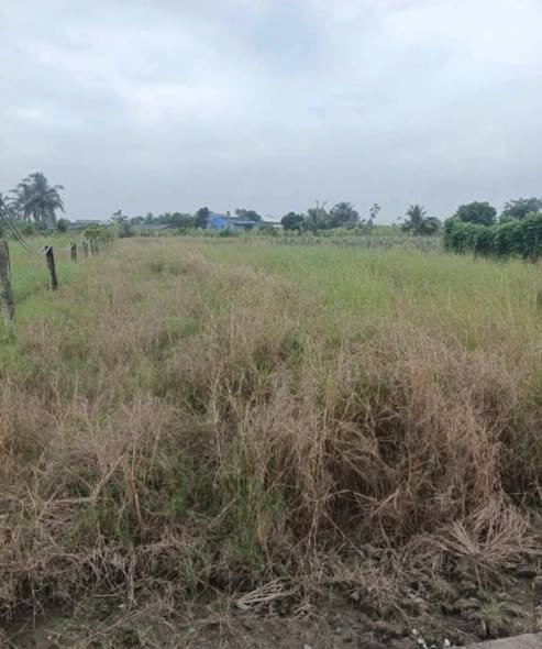 Đất lúa 1000m² Phú Ngãi Trị, Châu Thành chỉ 550 triệu - Đường ô tô vào tận nơi!